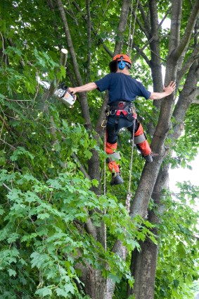 OVERGROWN TREE SERVICE logo