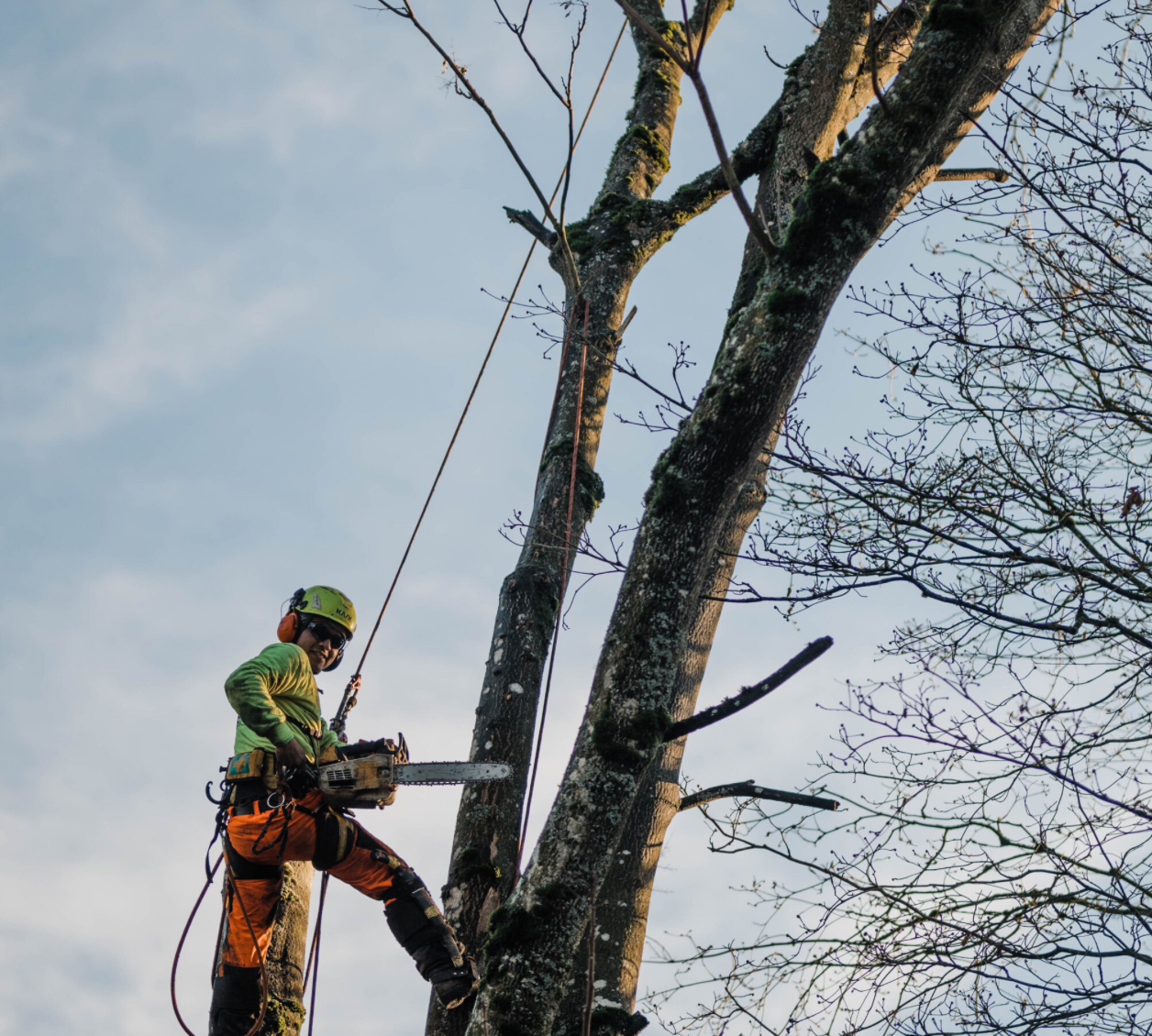 Avatar for Mountain State Tree Service