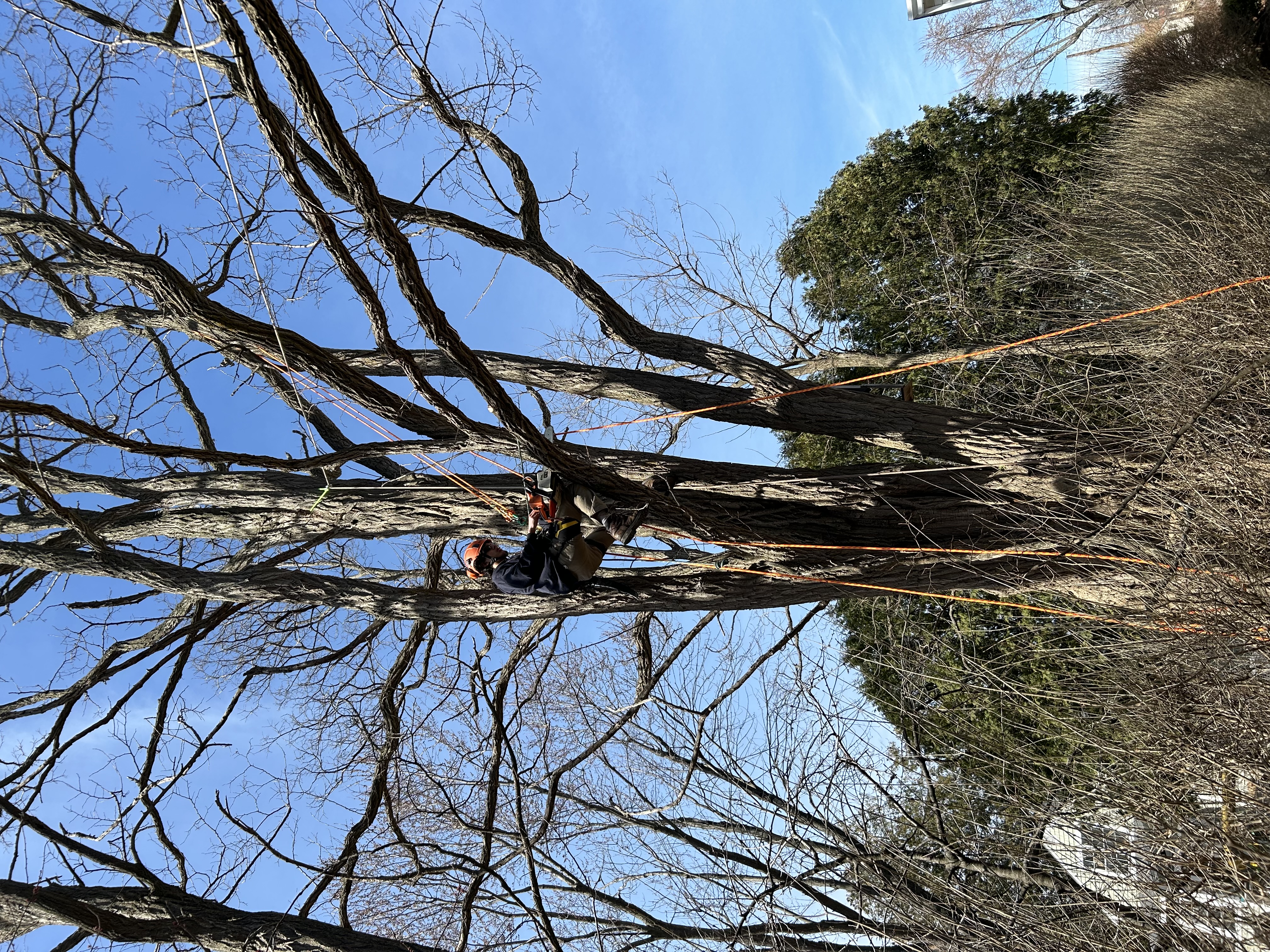 Avatar for A&A Tree Service