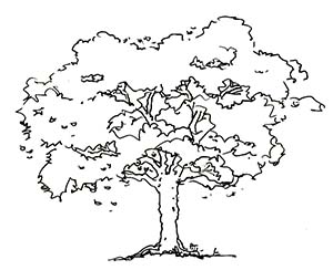 Avatar for Oak Tree Home Improvements LLC