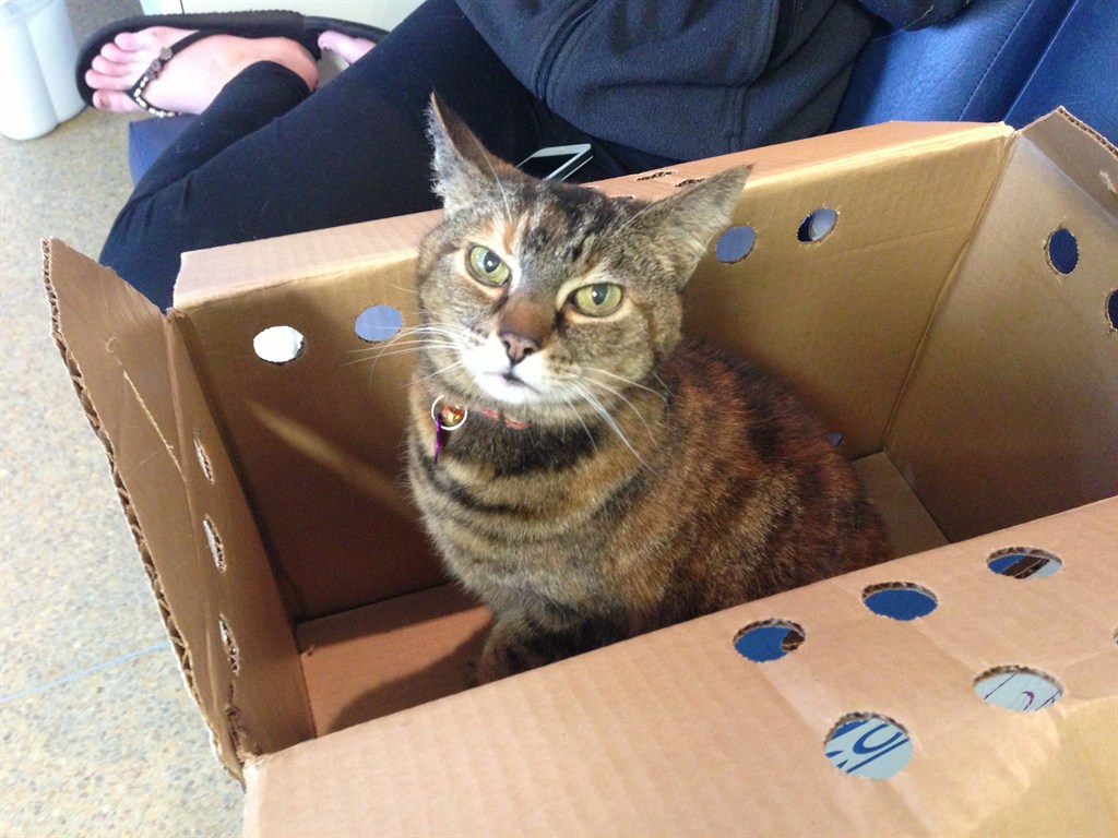 Kitty in a Box
