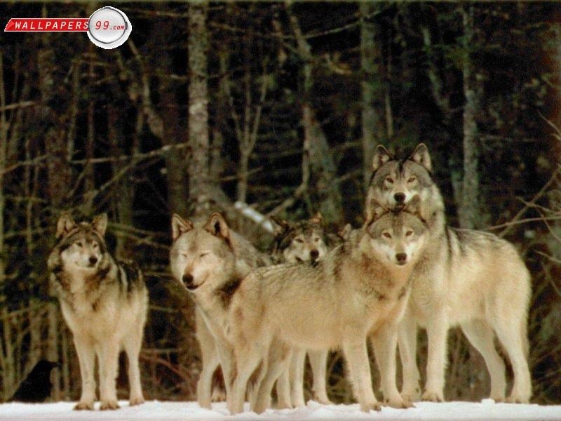 Avatar for MOBILE ONE LOCKSMITH