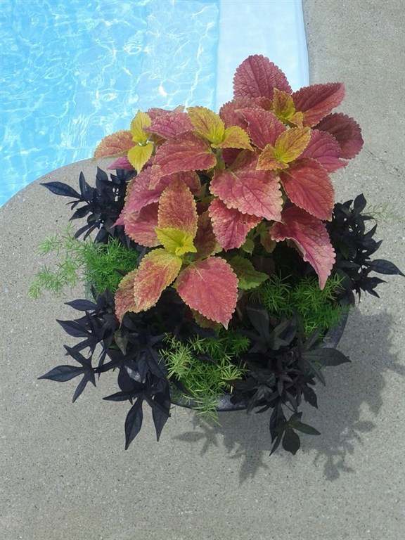 Bold Contrast Planter