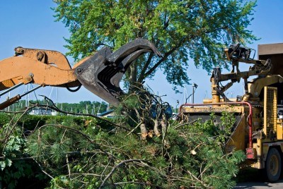 Finch & Co Tree Experts Inc