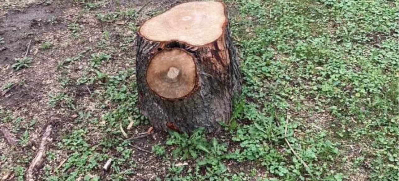 Avatar for Stump Grinding Service