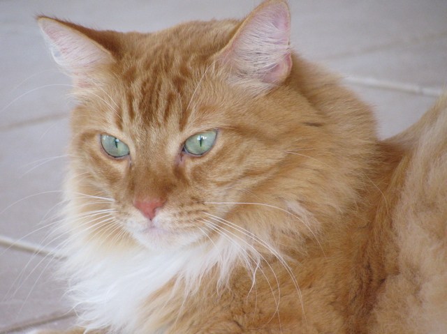 Mango