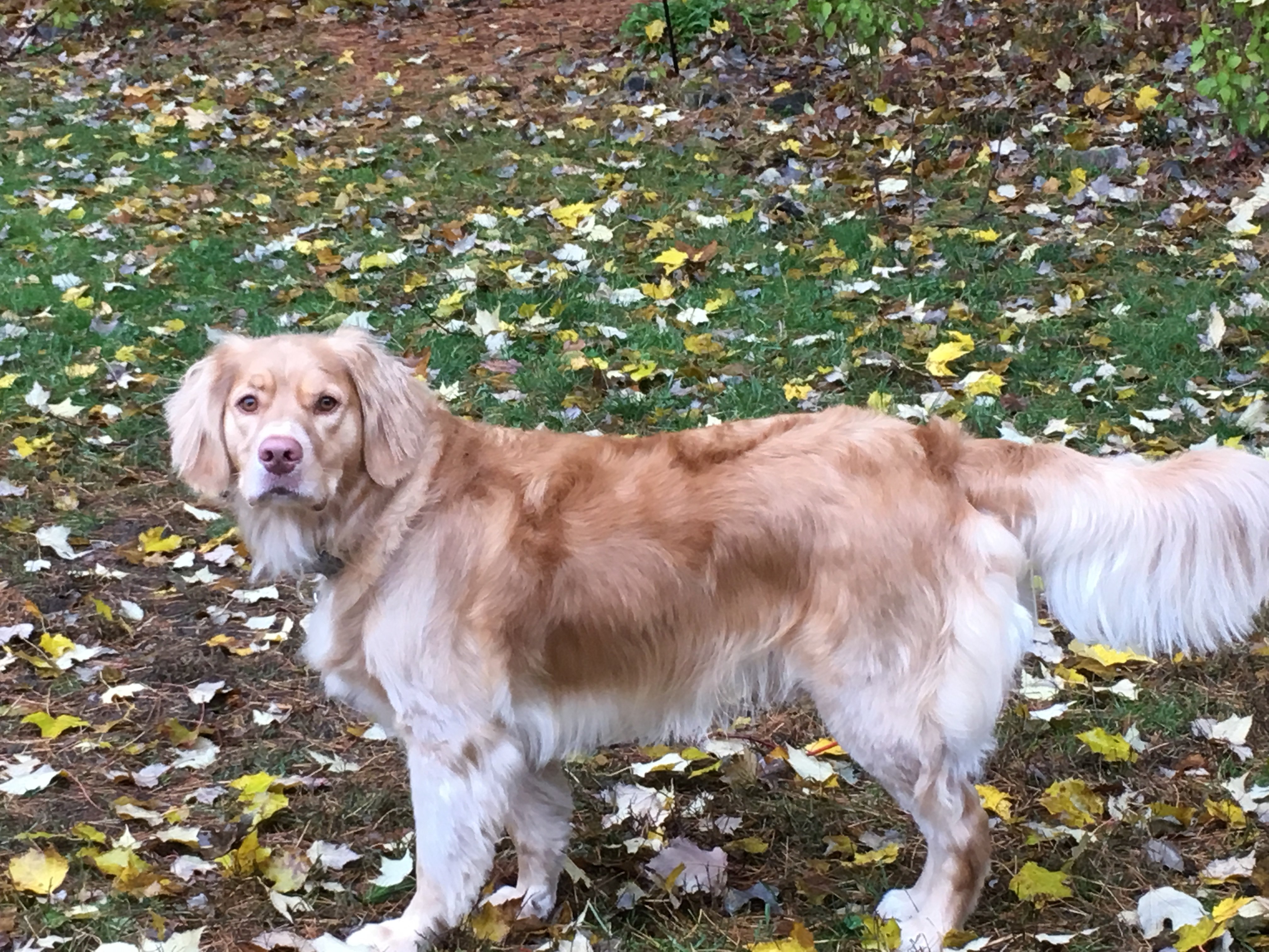 Avatar for Custom Paint