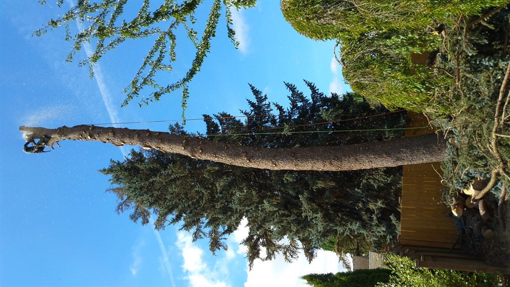 Tree Removal