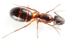 ANT CONTROL 