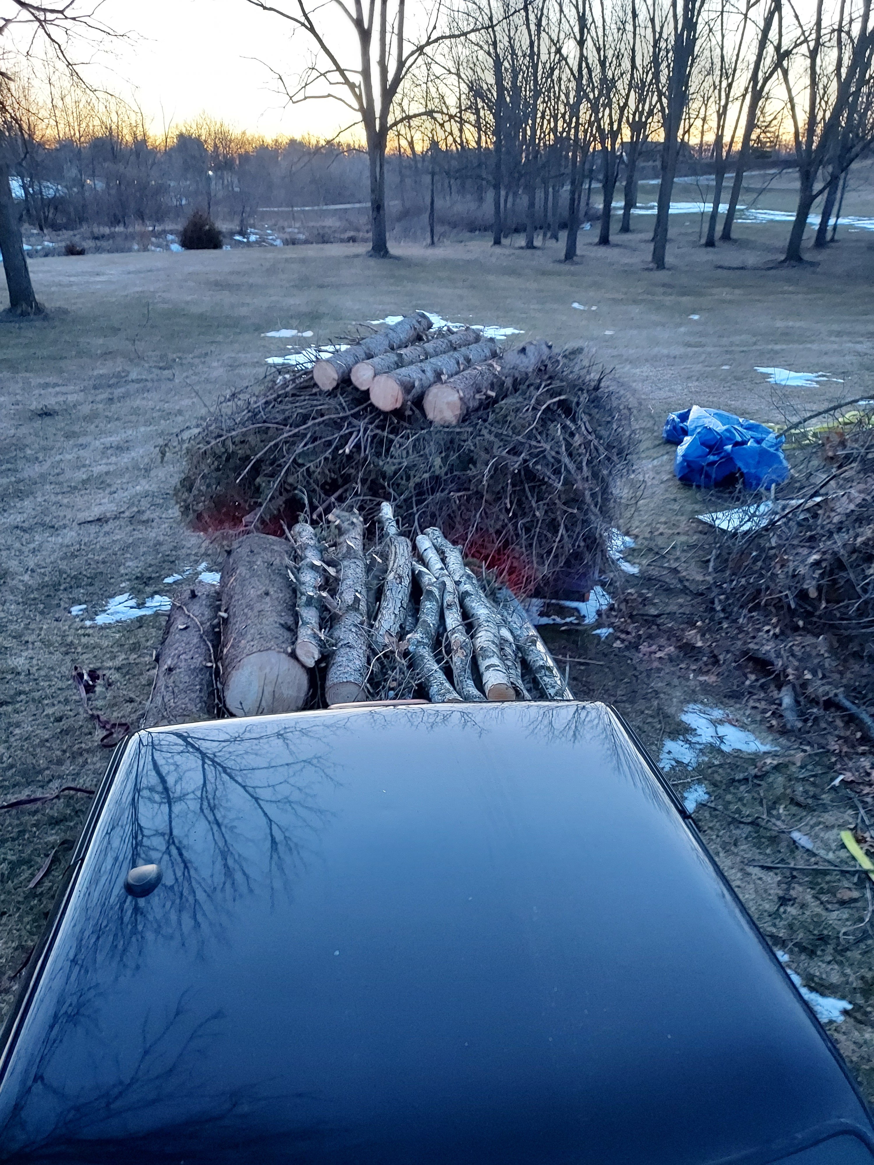 Avatar for Lloyd's Tree care and landscaping services