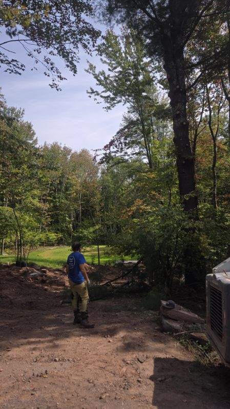 Avatar for Sloth cuts tree care 