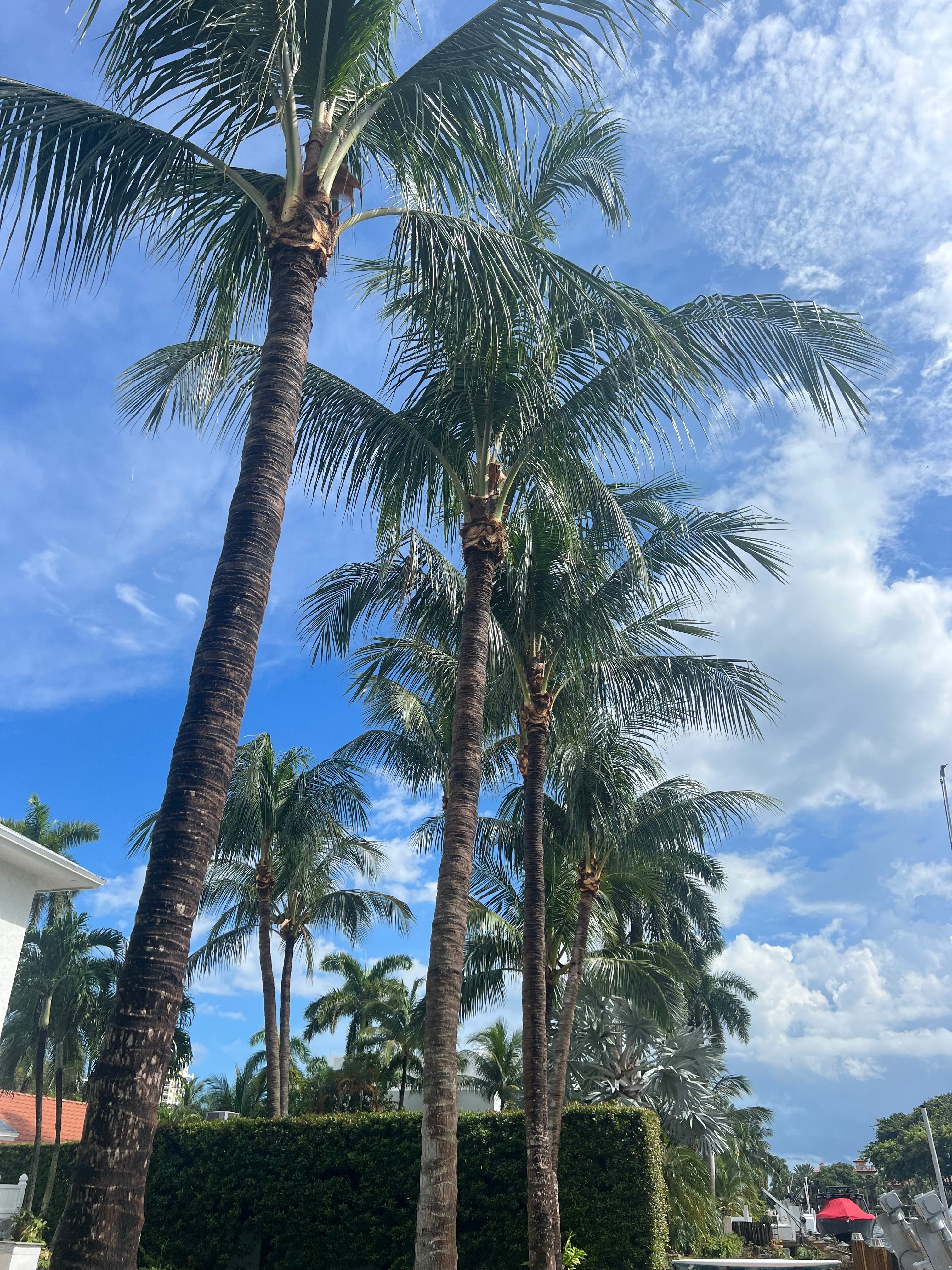 Avatar for Coconut Trimmers & Garden Corp.