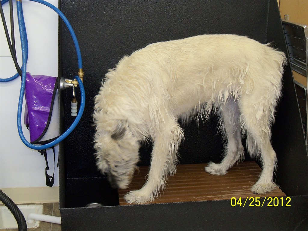 Wash your own dog