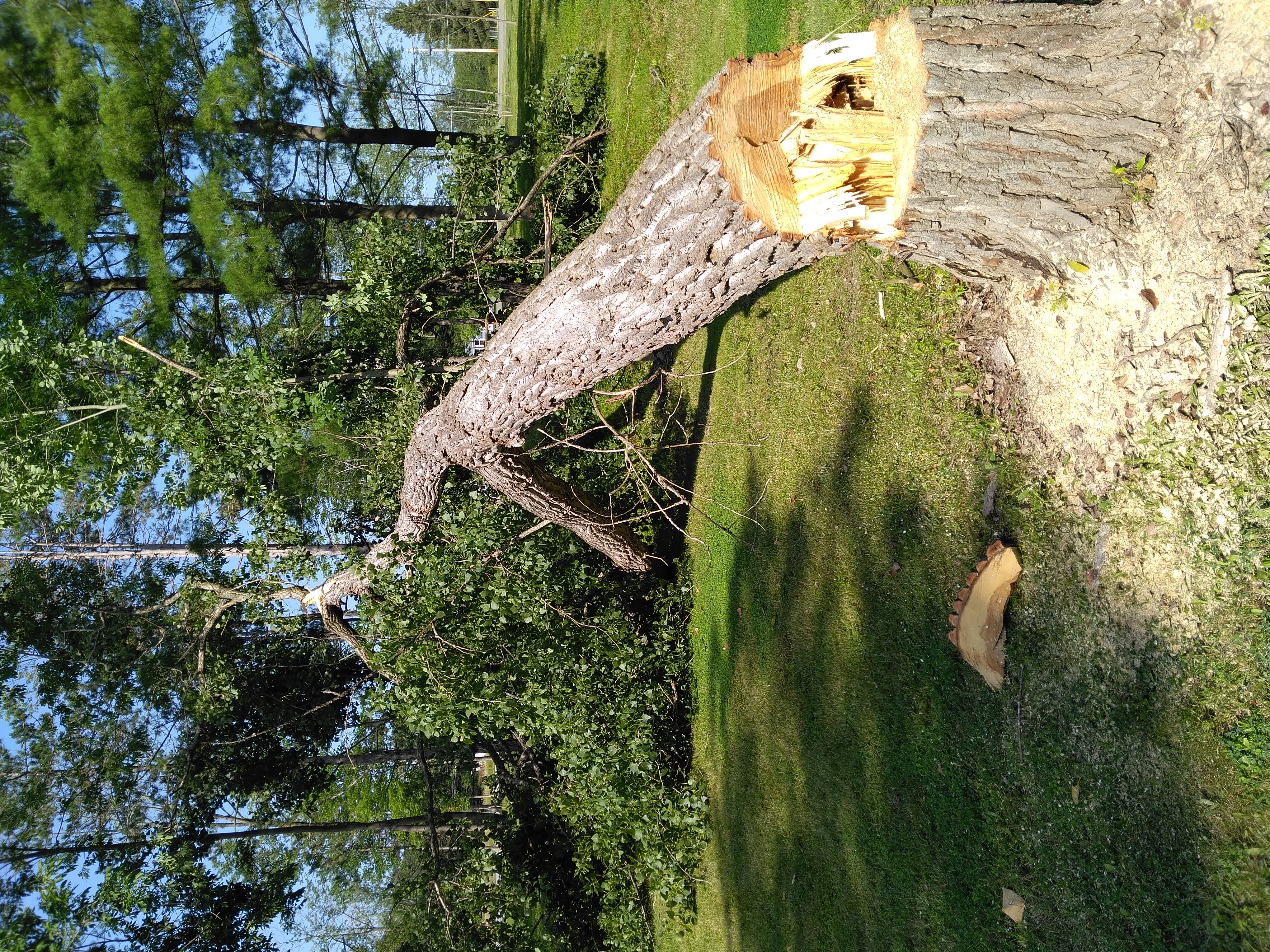 Avatar for Creative landscaping specialist