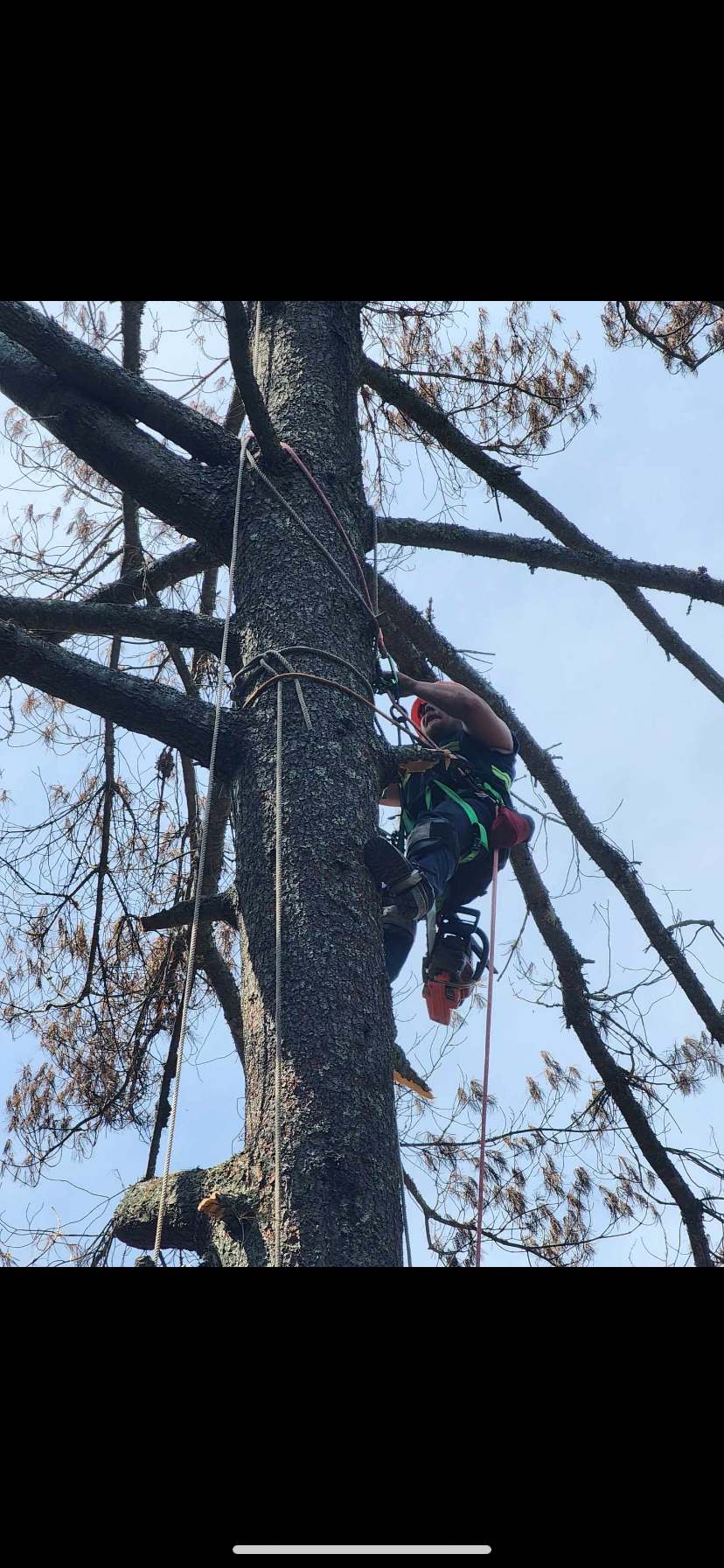 Avatar for Sizemore Landscaping & Tree Removal LLC