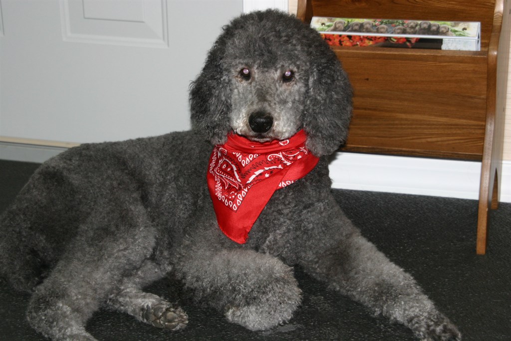 grooming pic