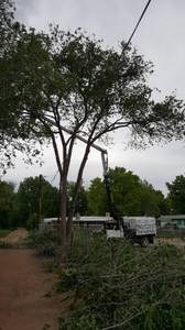 bucket truck trimming
