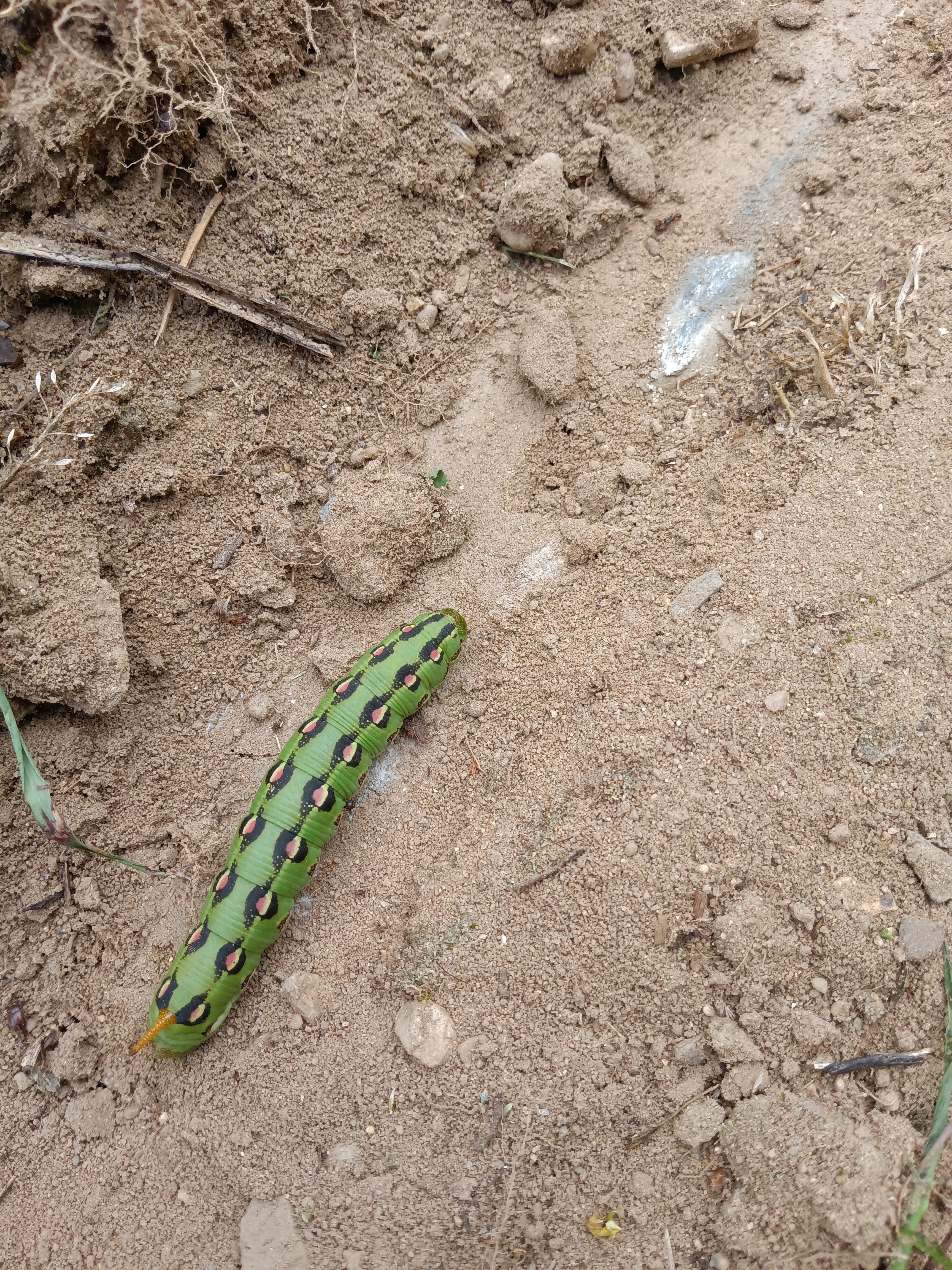 Avatar for Sites Services