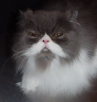 Logo for Kat Groomer