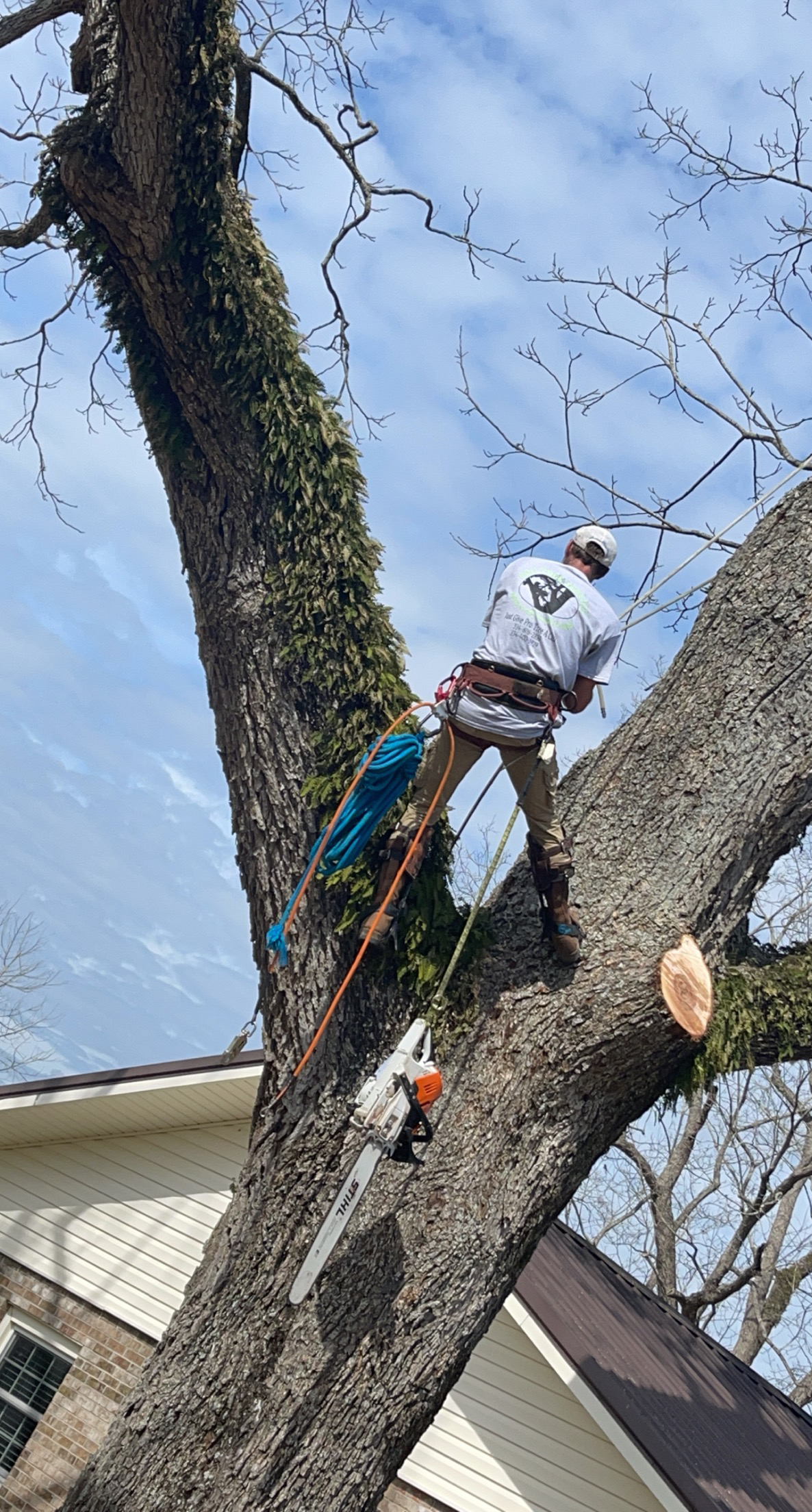 Pro Tree Service Reviews Daleville, AL Angi