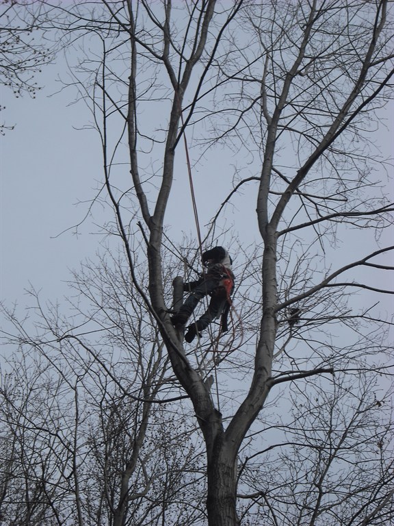 Tree Service