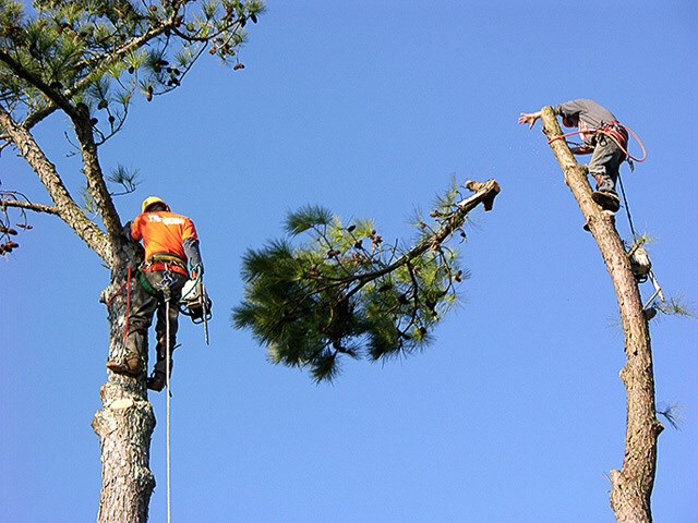 Mullen's tree service logo