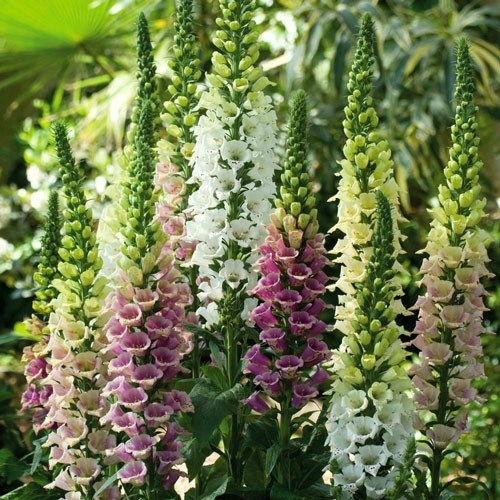 Foxgloves