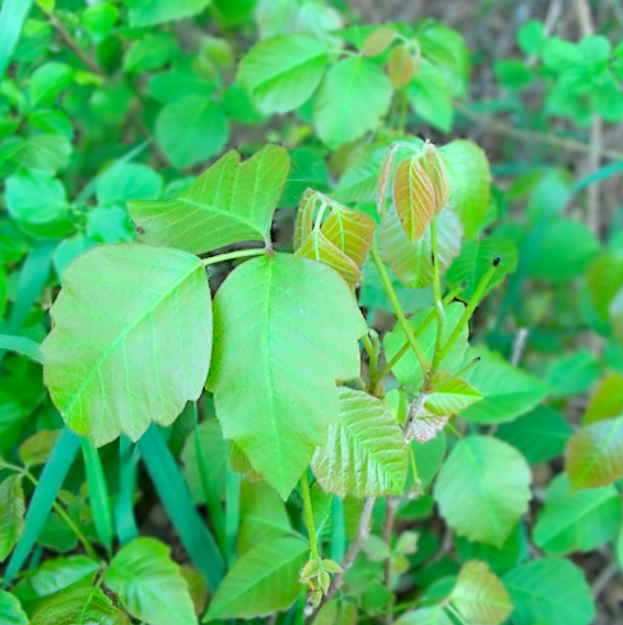 Avatar for Bear River Property Services