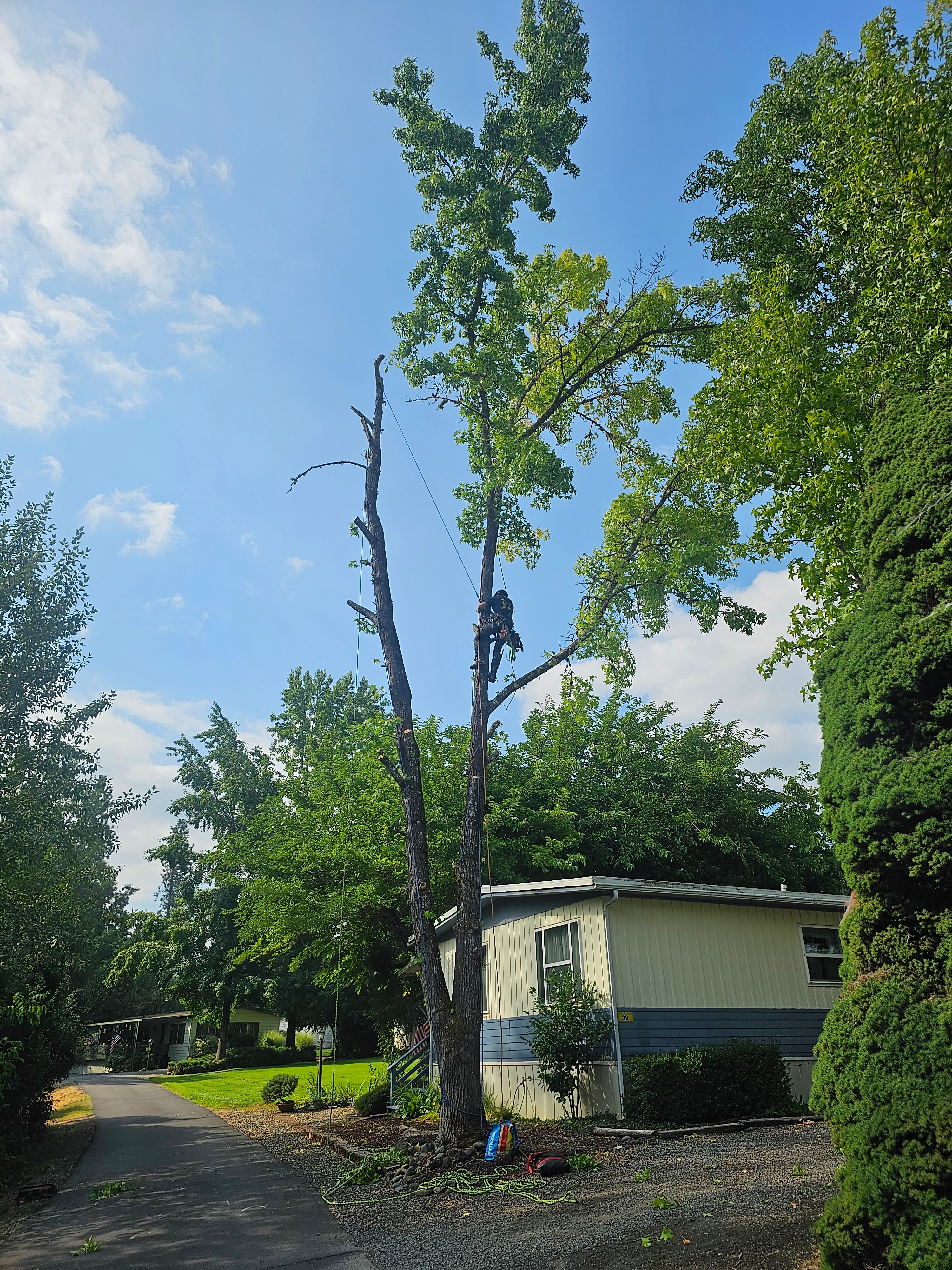 Avatar for Specialized Arbor Services