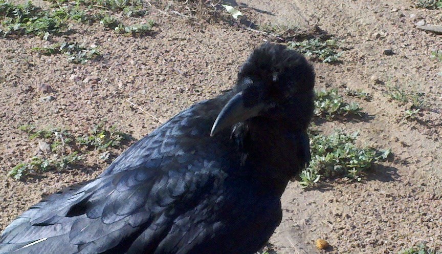 my first raven pet sitting
