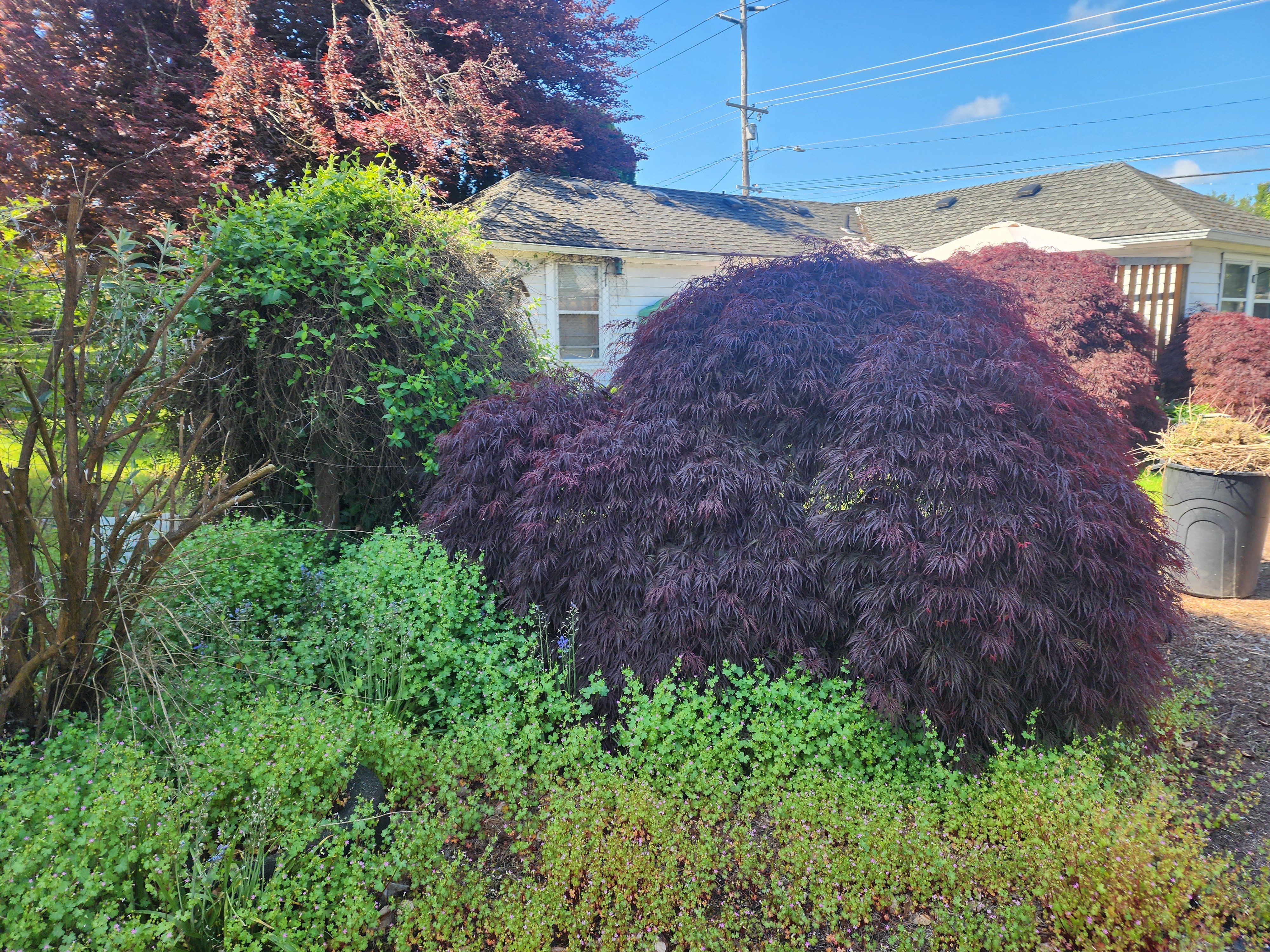Avatar for Abc lawn and pressure washing
