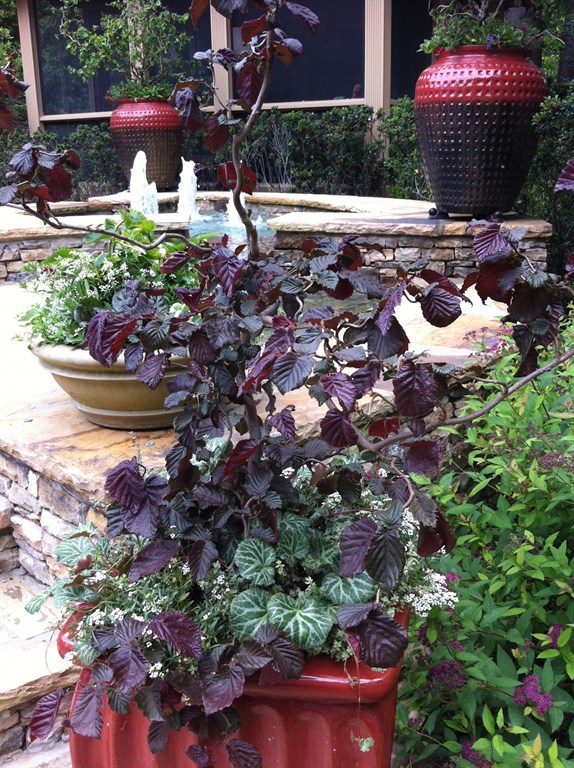 Containers Lend Drama to Outdoor Spaces