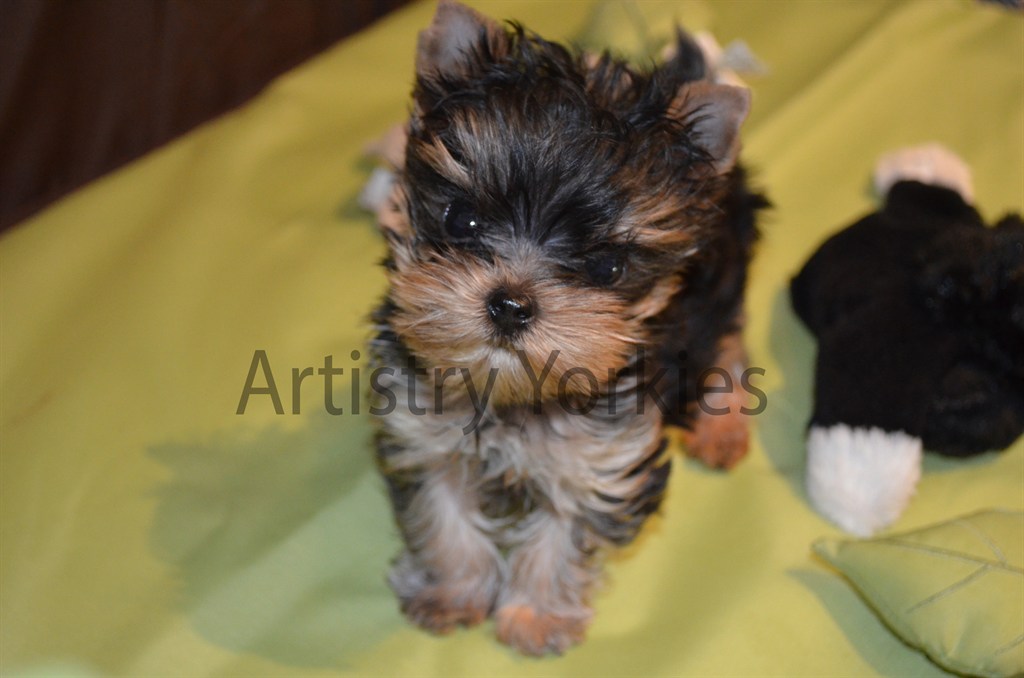 Yorkie Pupppy