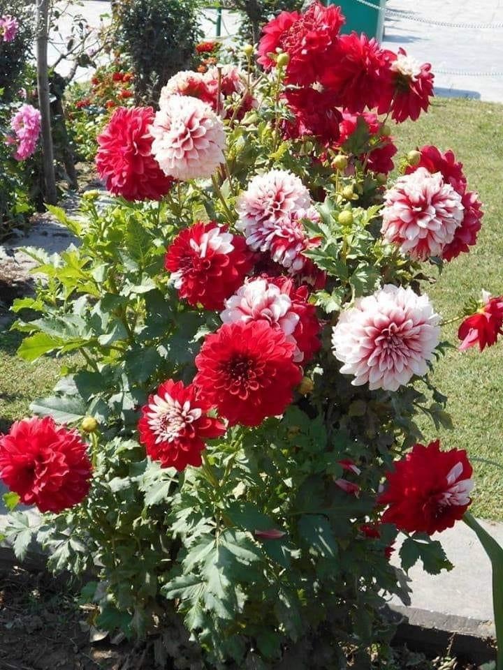 Avatar for Pro Executive cleaning