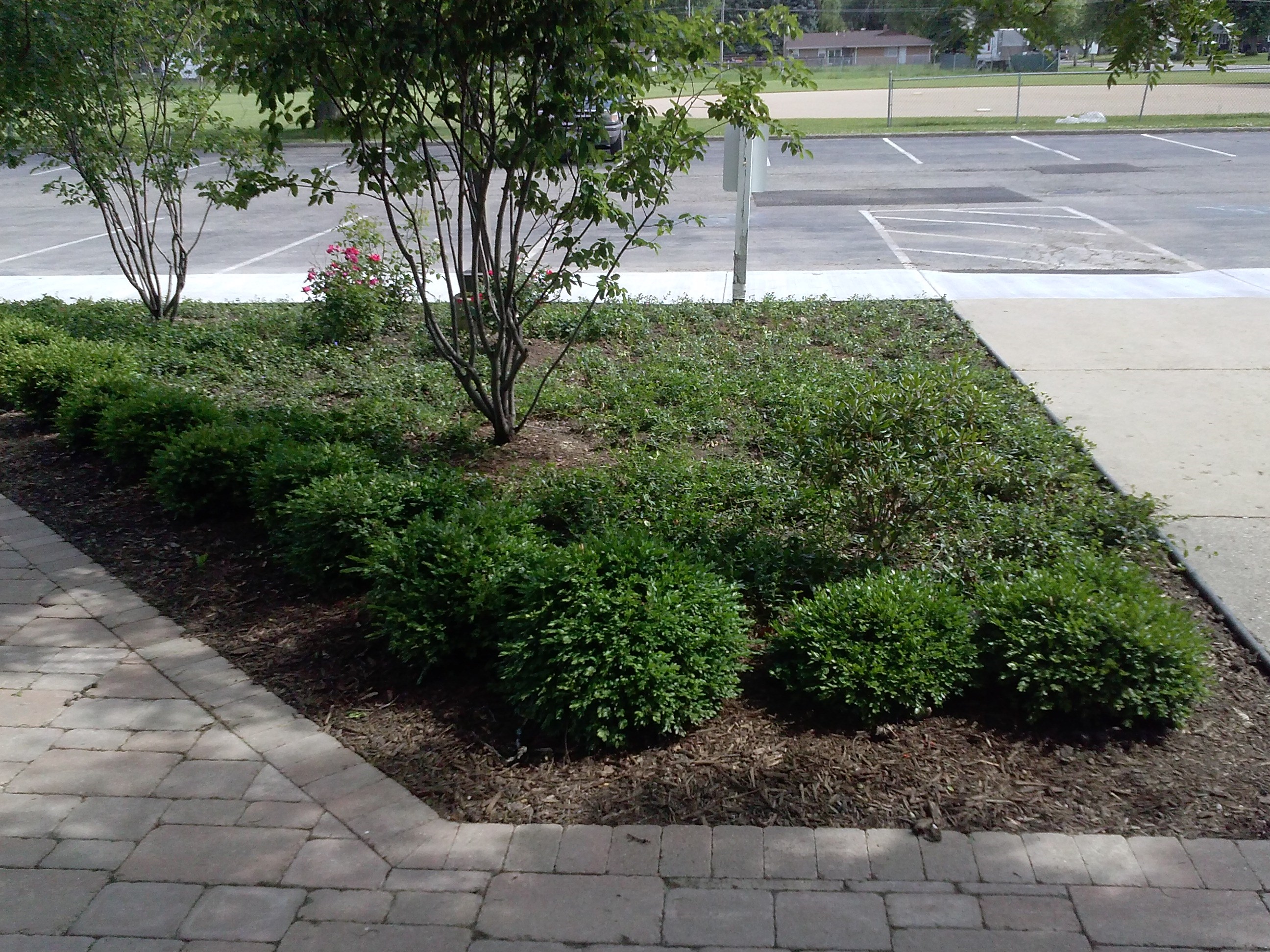 Avatar for Armadillo Landscape Services, Inc.