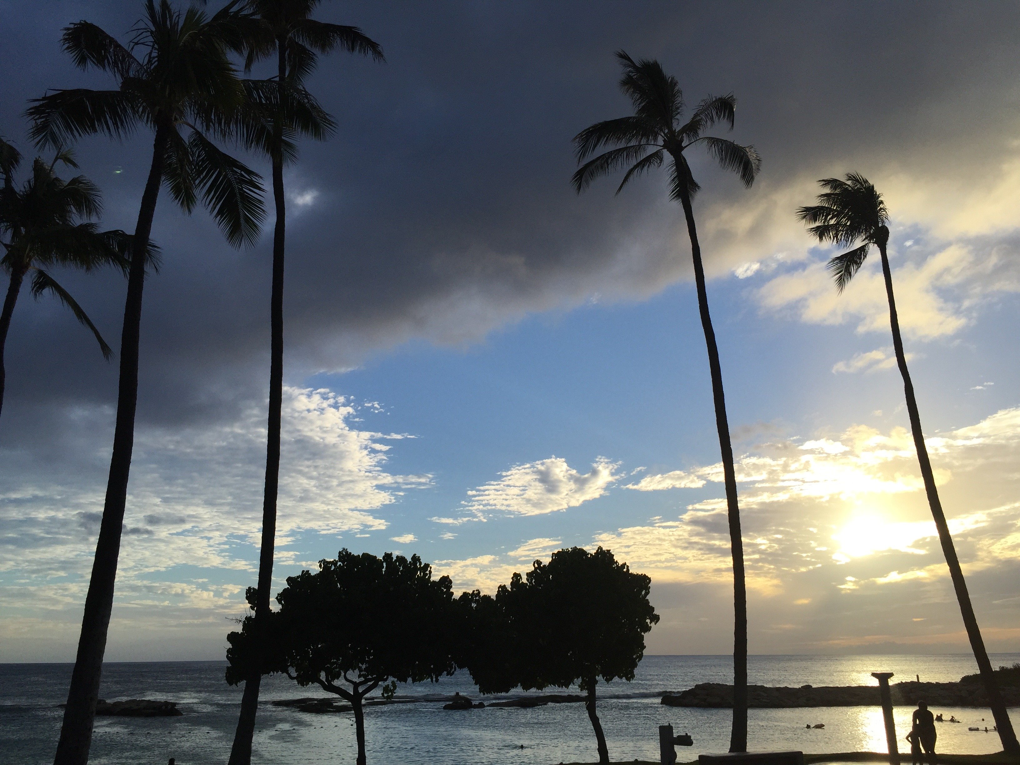 Avatar for Tree/concrete service