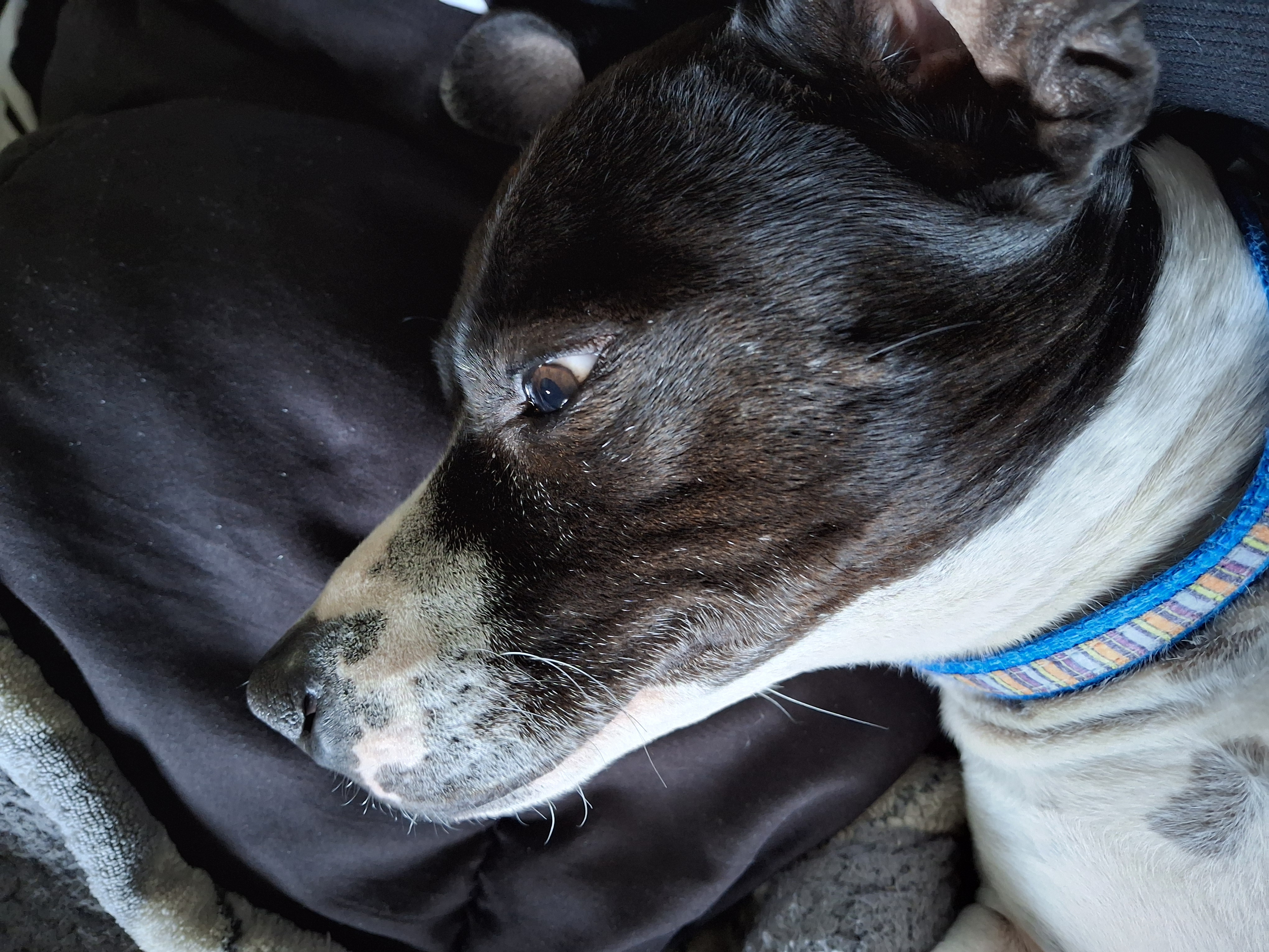 Avatar for Dream Home contracting