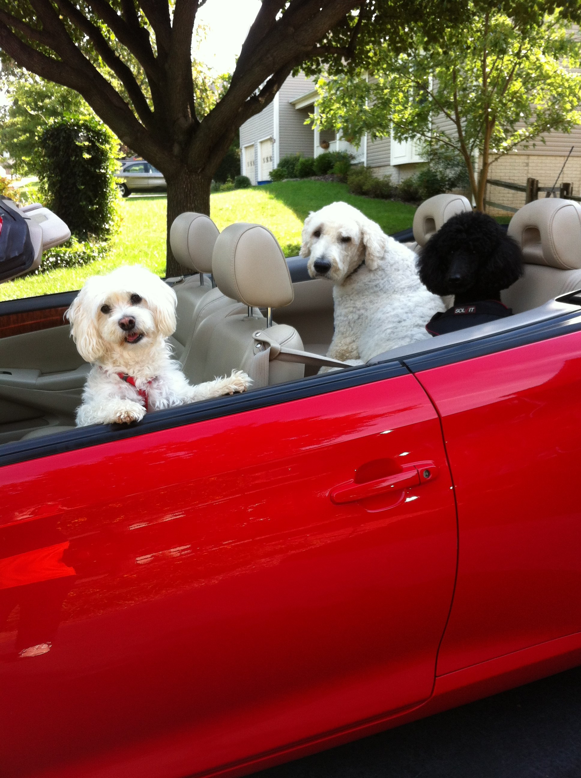 Logo for Michelle Jackson, Dog Trainer