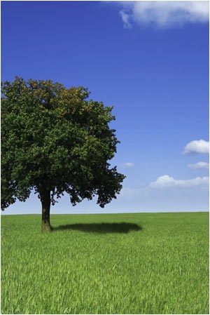 Avatar for Upper Cut Lawn Care