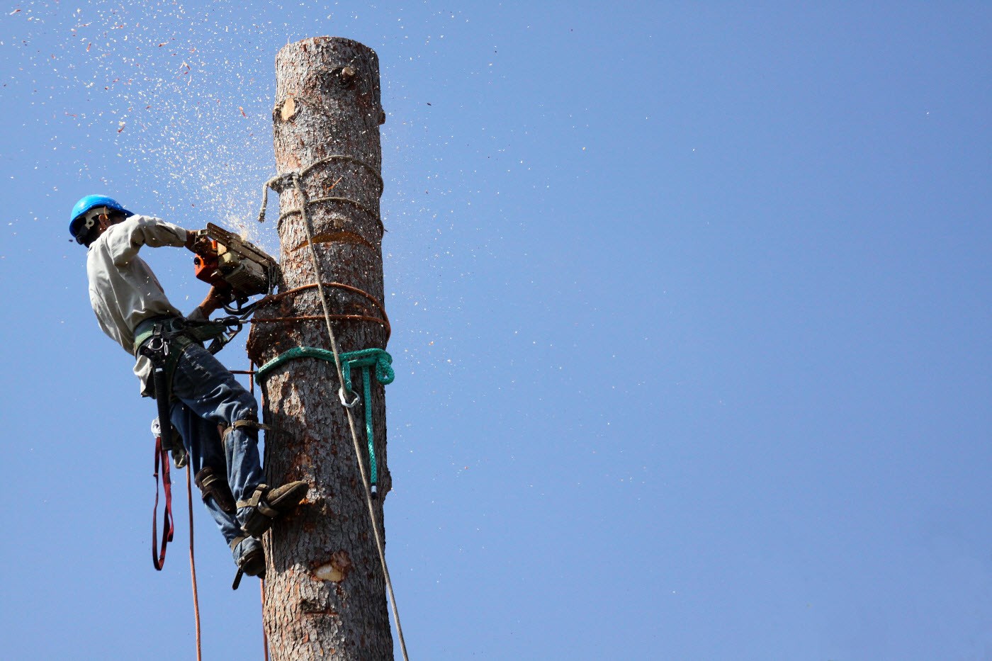 B & B Tree Service logo