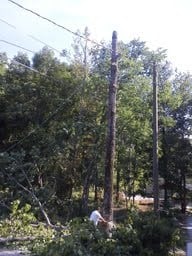 Avatar for Eco Tree Service