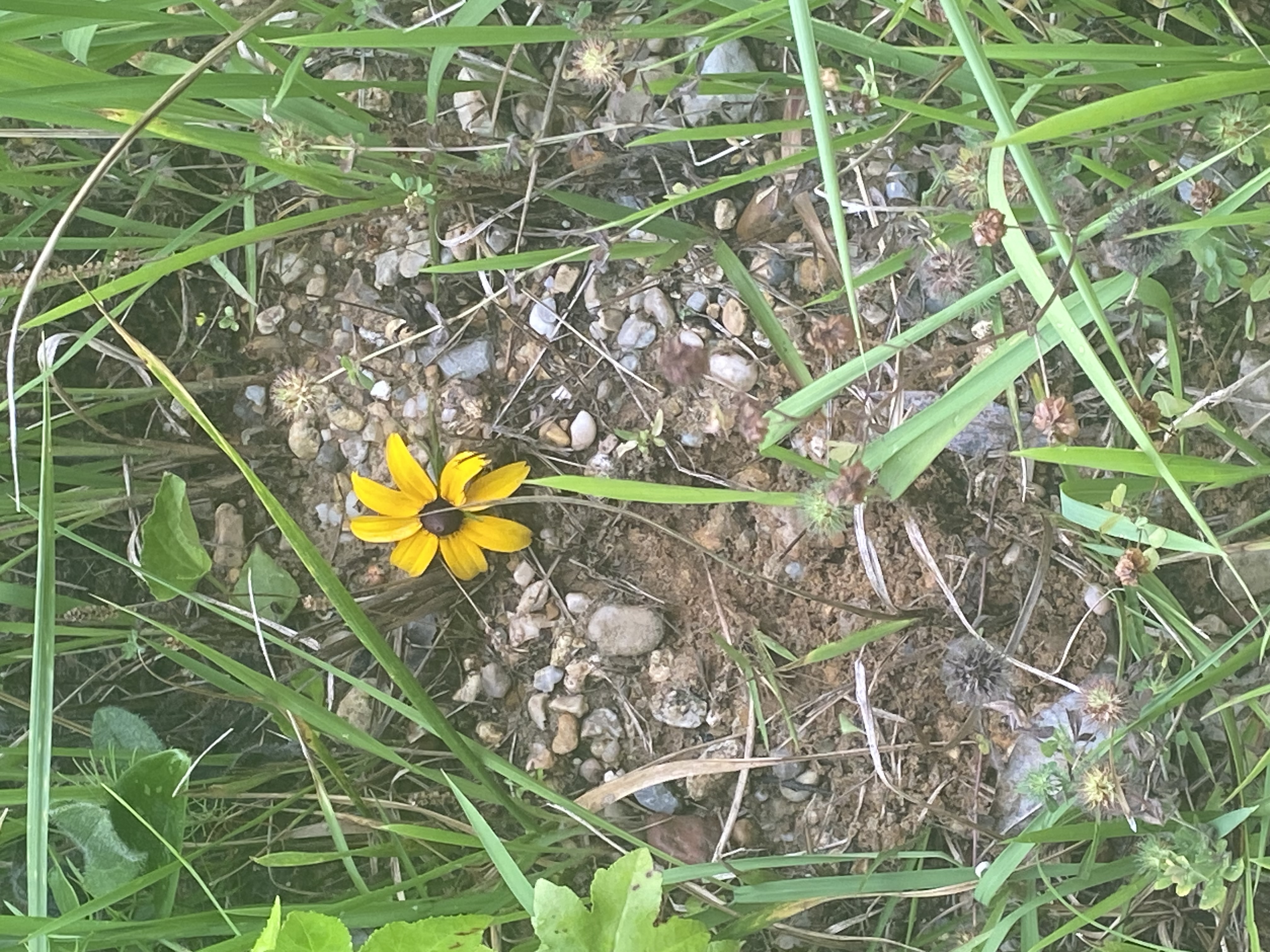 Avatar for Alexia cleans