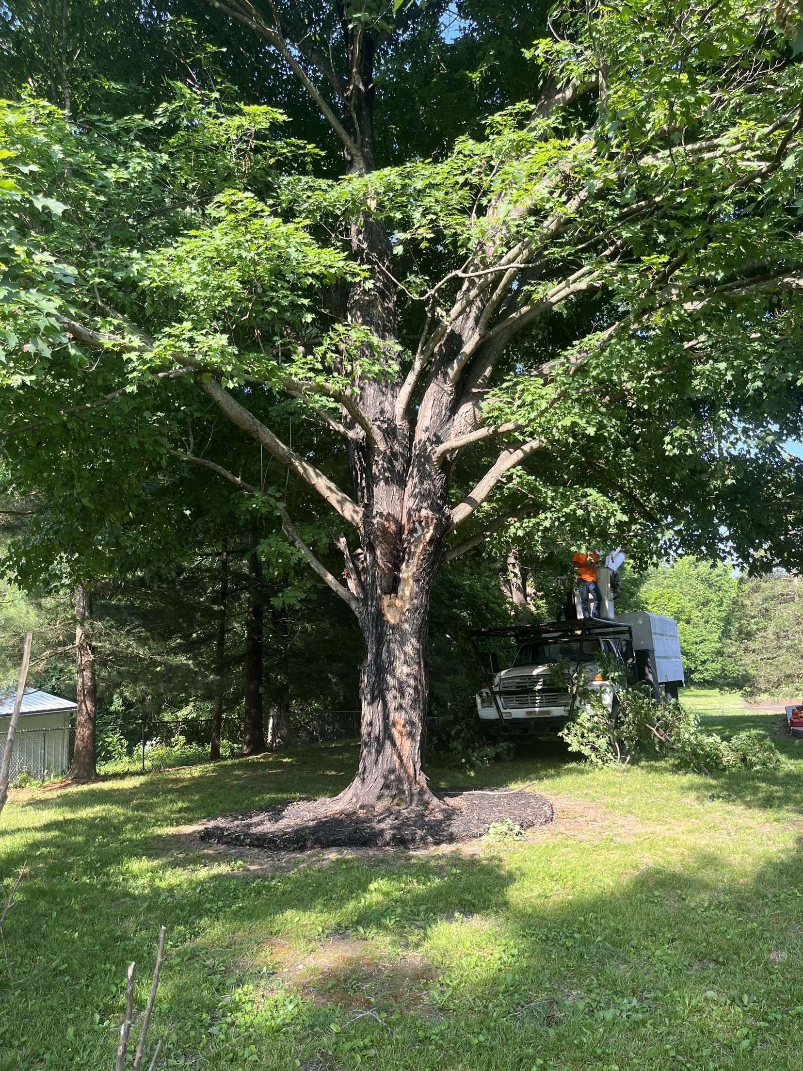 Avatar for Swartz tree trimming removal