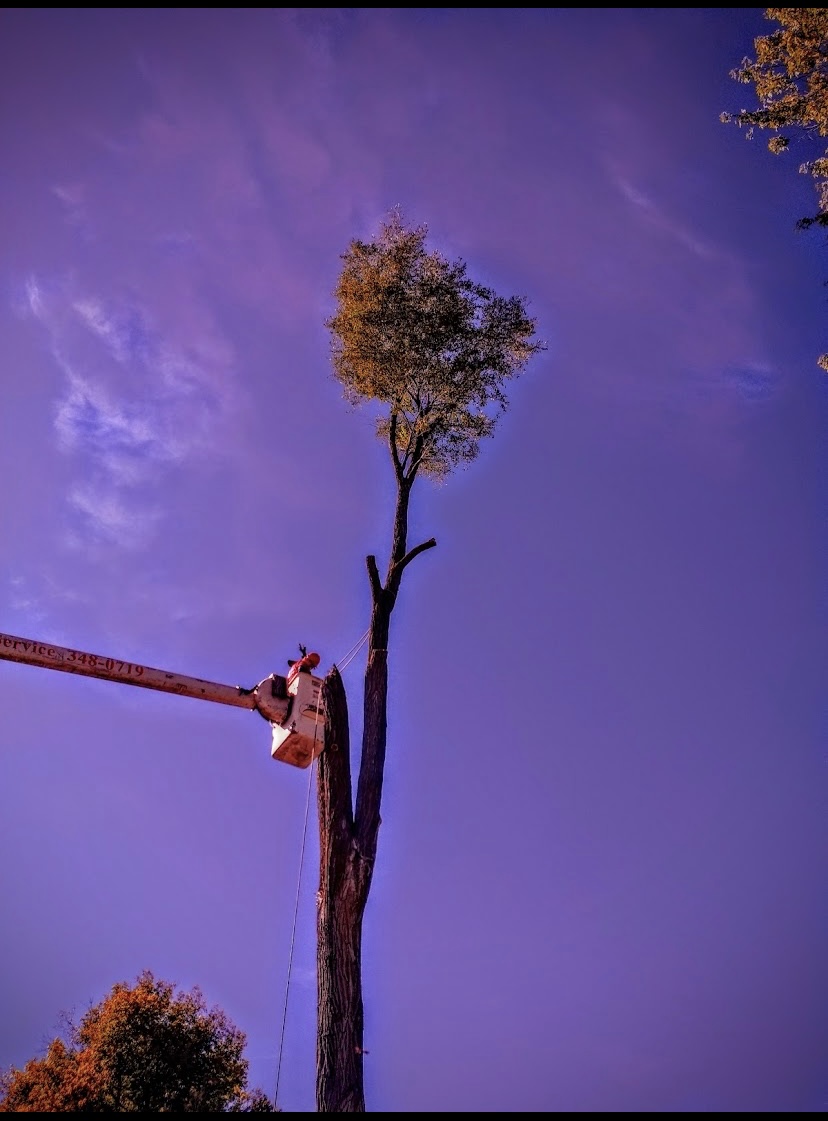 Avatar for C&S Tree Service 