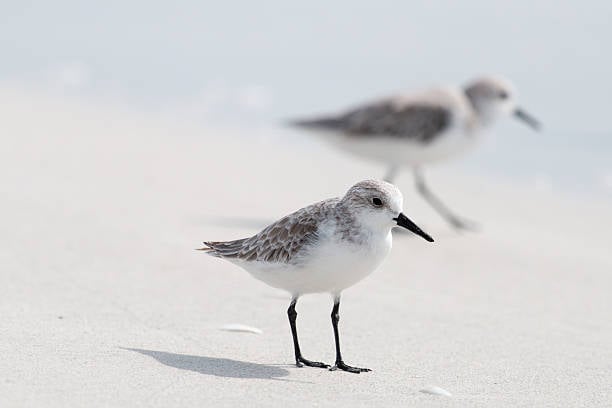 Avatar for Sandpiper Services LLC