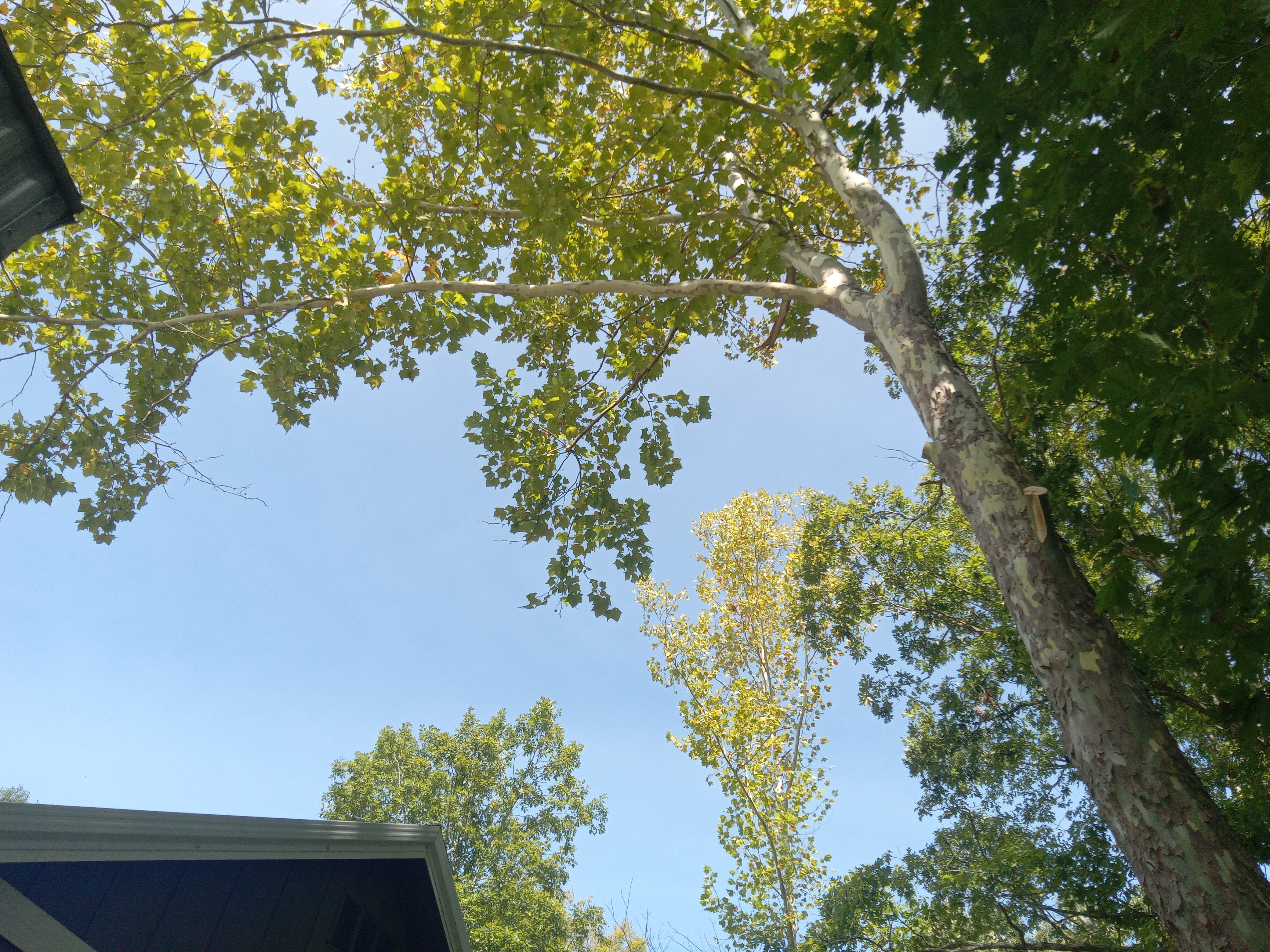 Avatar for Dean Badalamenti