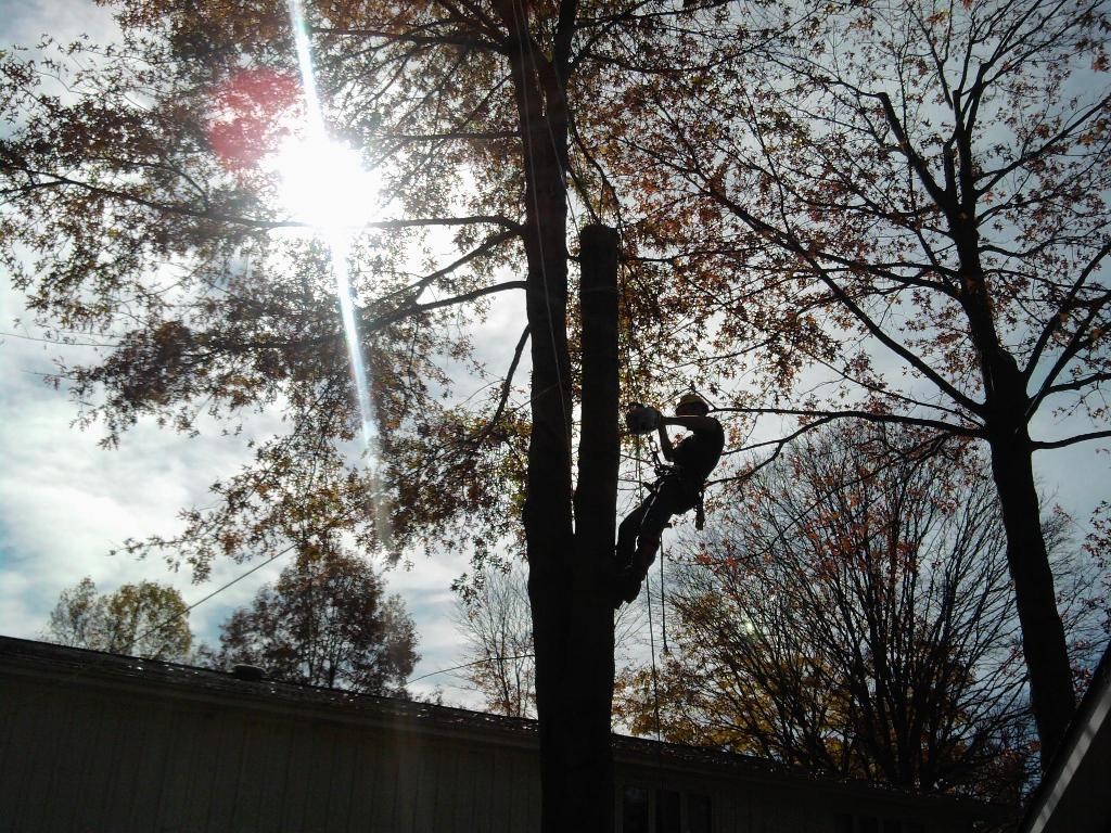 Avatar for Evergreen Tree Service