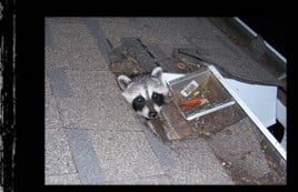 Avatar for Defender Pest Control