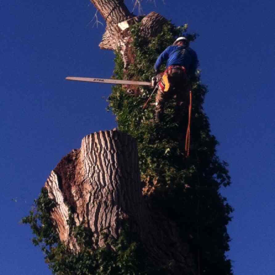 Avatar for Battle Born Tree Service LLC