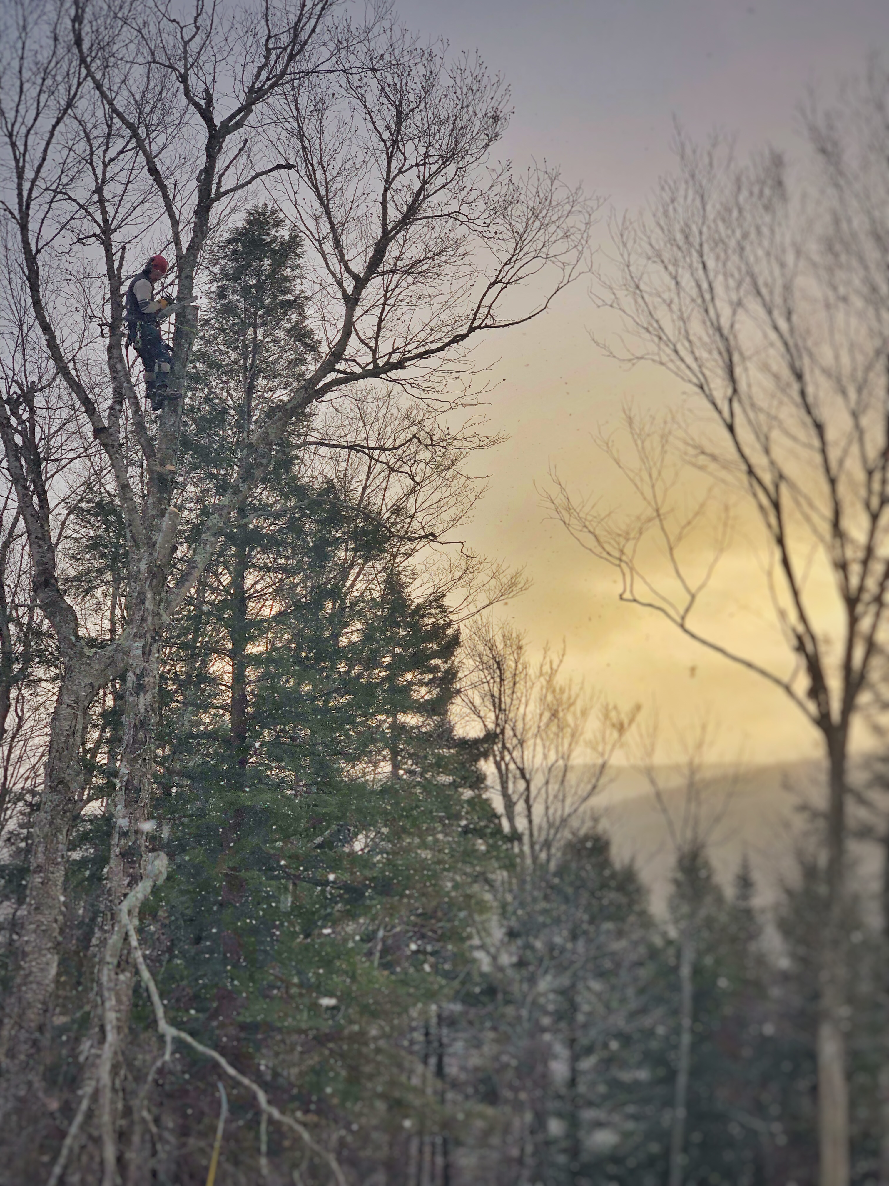 Avatar for Highlander Tree Works